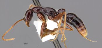 Media type: image;   Entomology 35862 Aspect: habitus lateral view